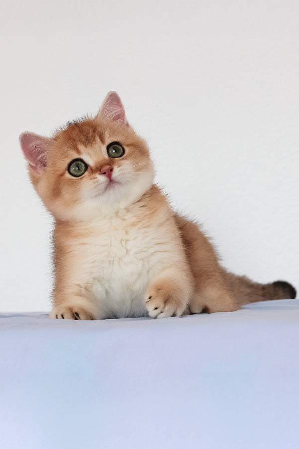 Maks | British Shorthair Kitten