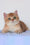 Maks | British Shorthair Kitten