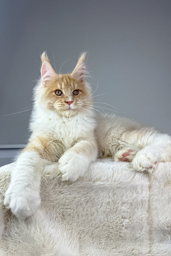 Maximillian | Maine Coon Kitten