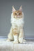 Maximillian | Maine Coon Kitten