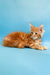 May | Maine Coon Kitten