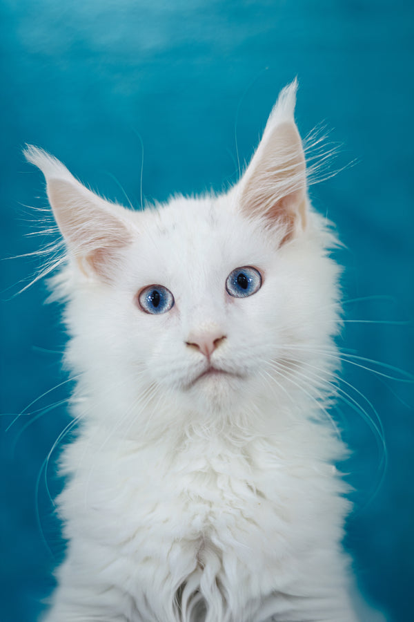 Mazurka Ice | Maine Coon Kitten