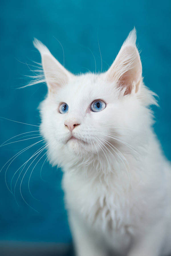 Mazurka Ice | Maine Coon Kitten