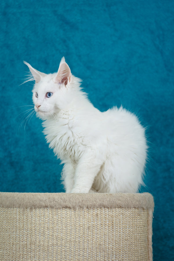 Mazurka Ice | Maine Coon Kitten