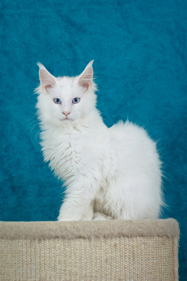 Mazurka Ice | Maine Coon Kitten