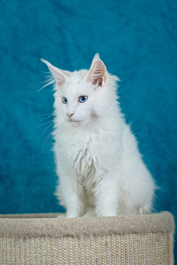 Mazurka Ice | Maine Coon Kitten
