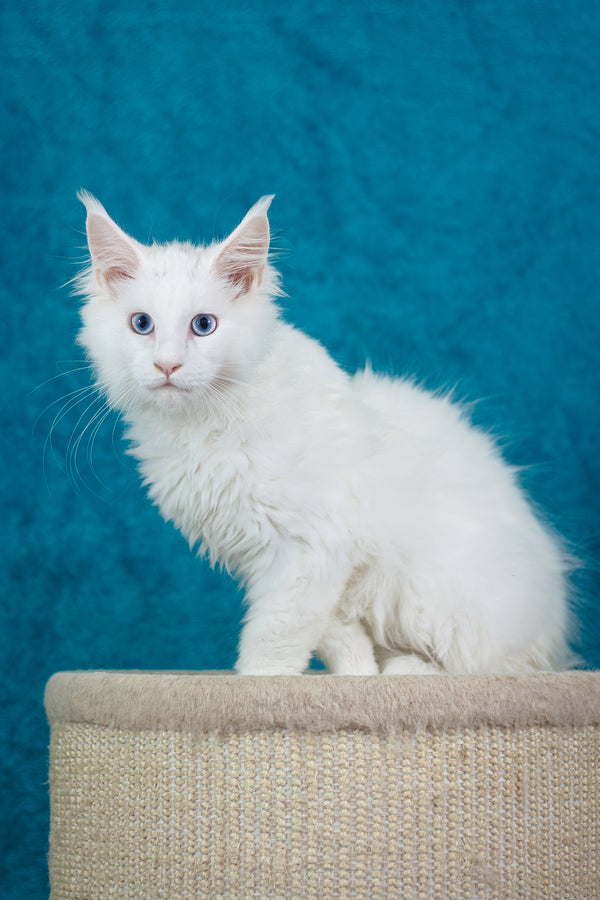 Mazurka Ice | Maine Coon Kitten