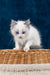 Niege | Ragdoll Kitten