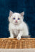 Niege | Ragdoll Kitten