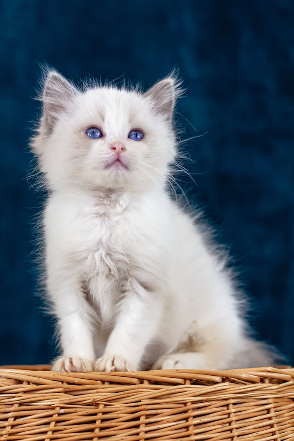 Niege | Ragdoll Kitten