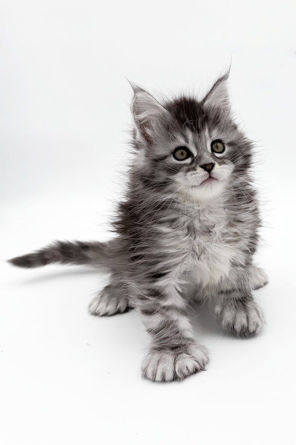 McLarens | Polydactyl Maine Coon Kitten