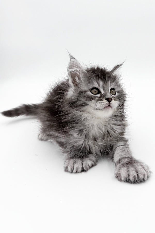 McLarens | Polydactyl Maine Coon Kitten