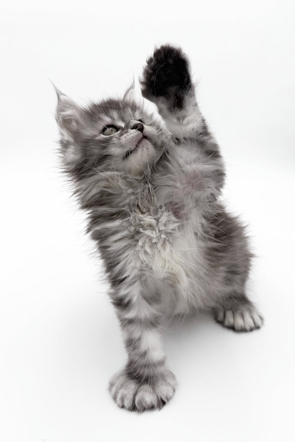 McLarens | Polydactyl Maine Coon Kitten