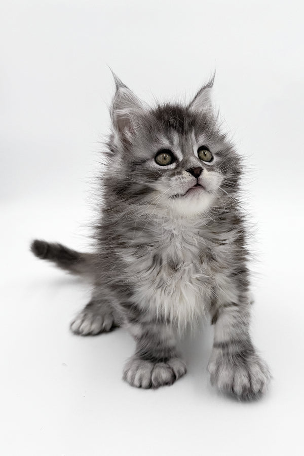 McLarens | Polydactyl Maine Coon Kitten
