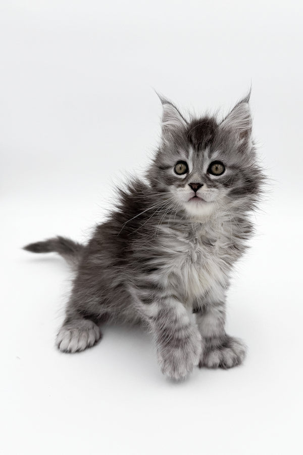McLarens | Polydactyl Maine Coon Kitten