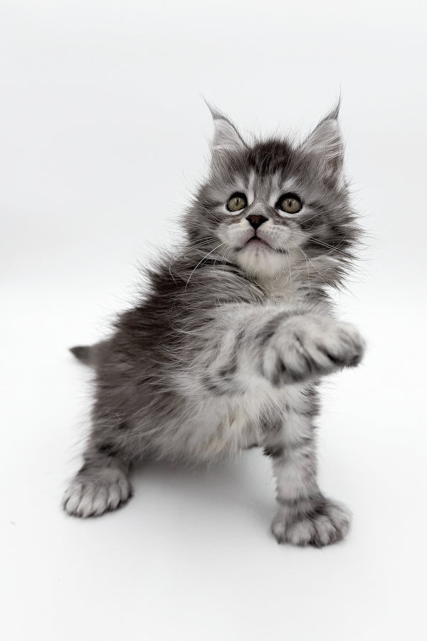 McLarens | Polydactyl Maine Coon Kitten