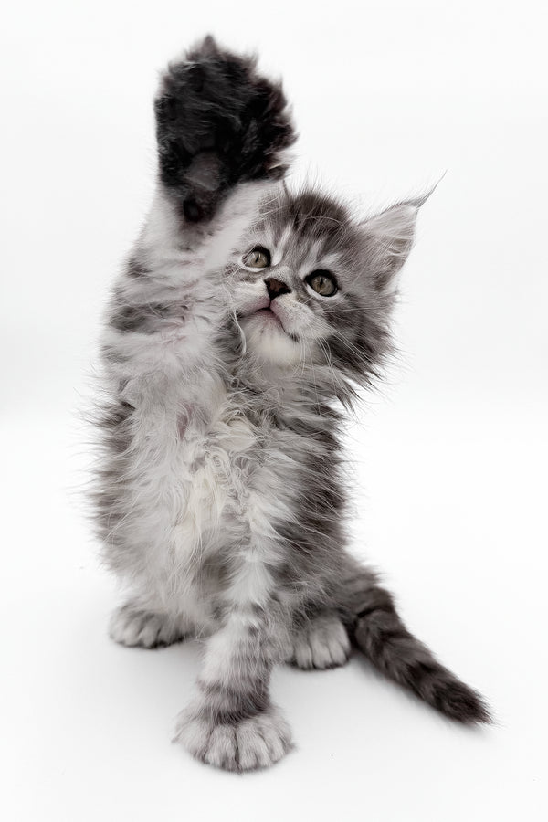 McLarens | Polydactyl Maine Coon Kitten