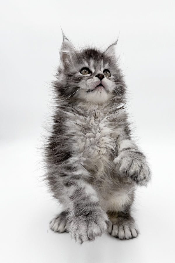 McLarens | Polydactyl Maine Coon Kitten