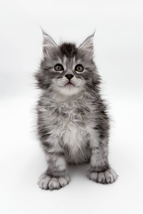 McLarens | Polydactyl Maine Coon Kitten