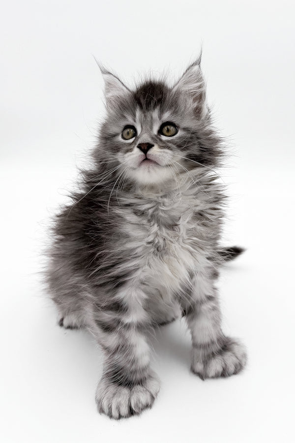 McLarens | Polydactyl Maine Coon Kitten