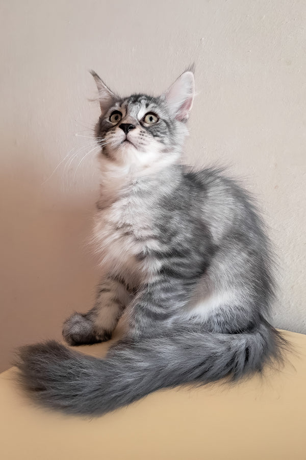 Medy | Maine Coon Kitten