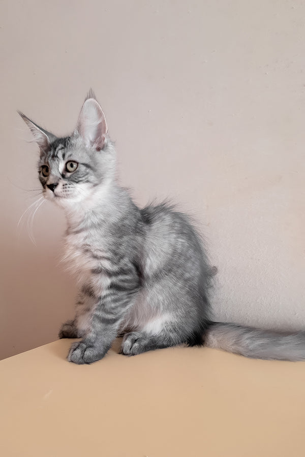Medy | Maine Coon Kitten