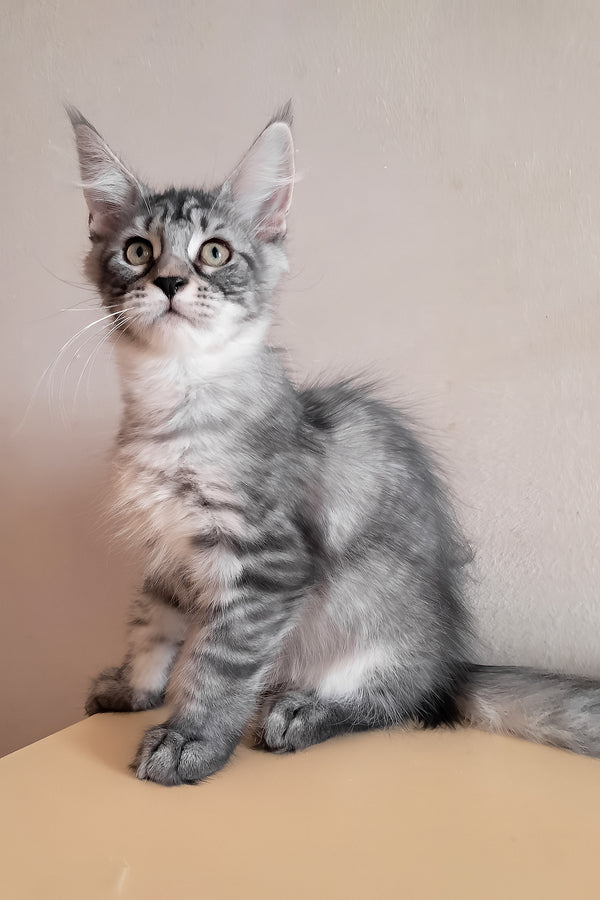 Medy | Maine Coon Kitten