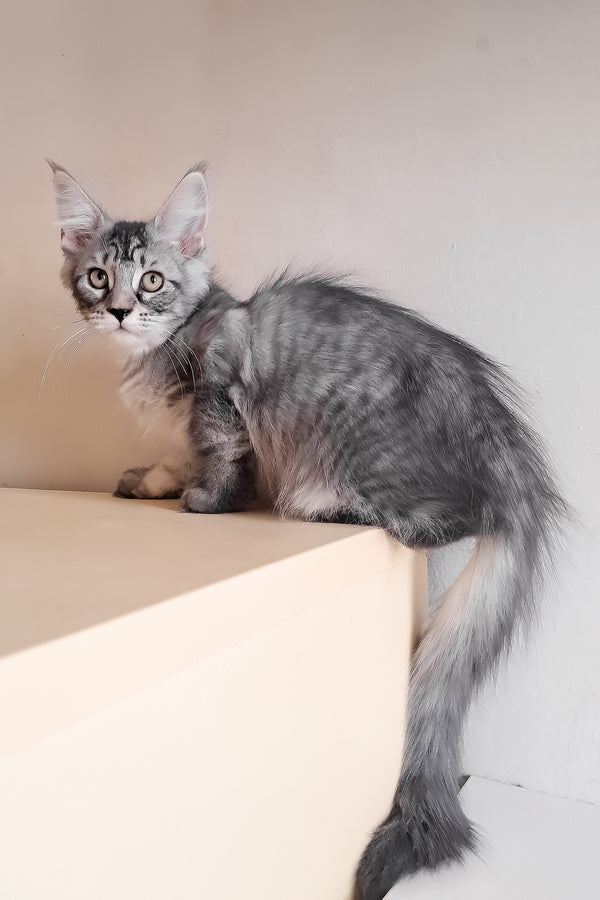 Medy | Maine Coon Kitten