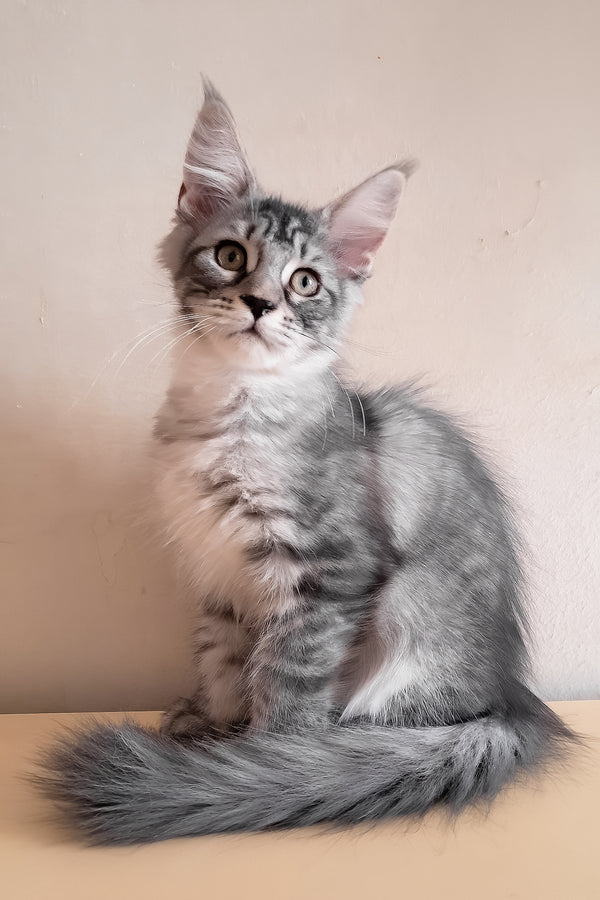 Medy | Maine Coon Kitten