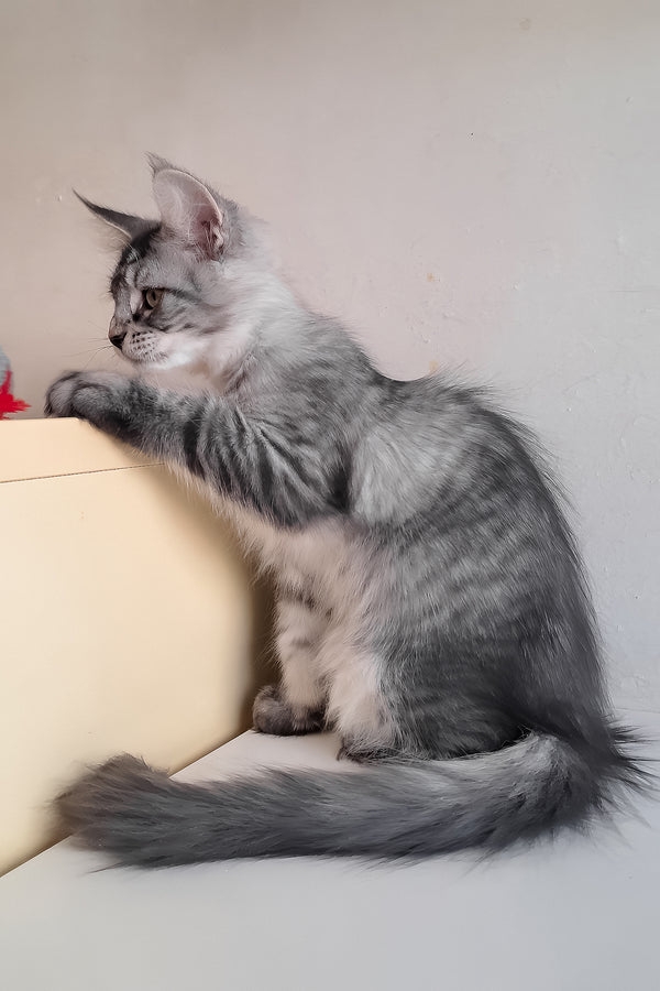 Medy | Maine Coon Kitten