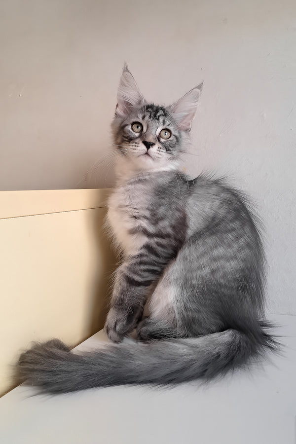 Medy | Maine Coon Kitten