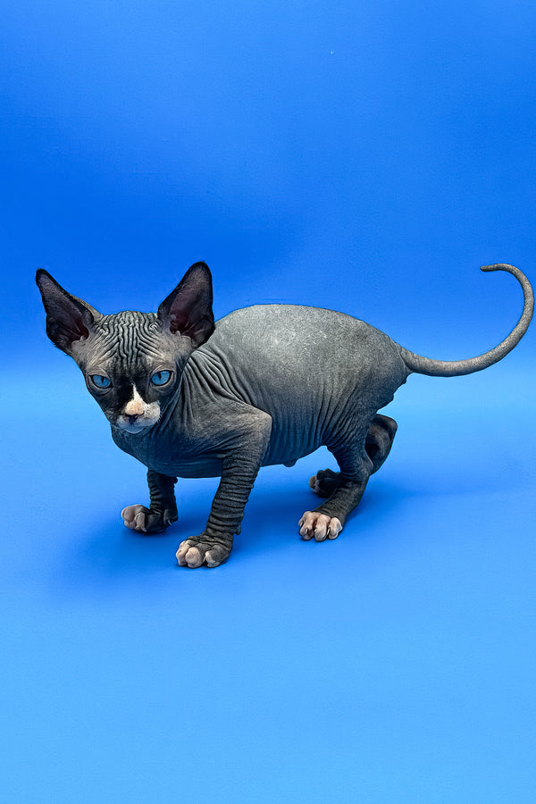 Mel | Sphynx Kitten