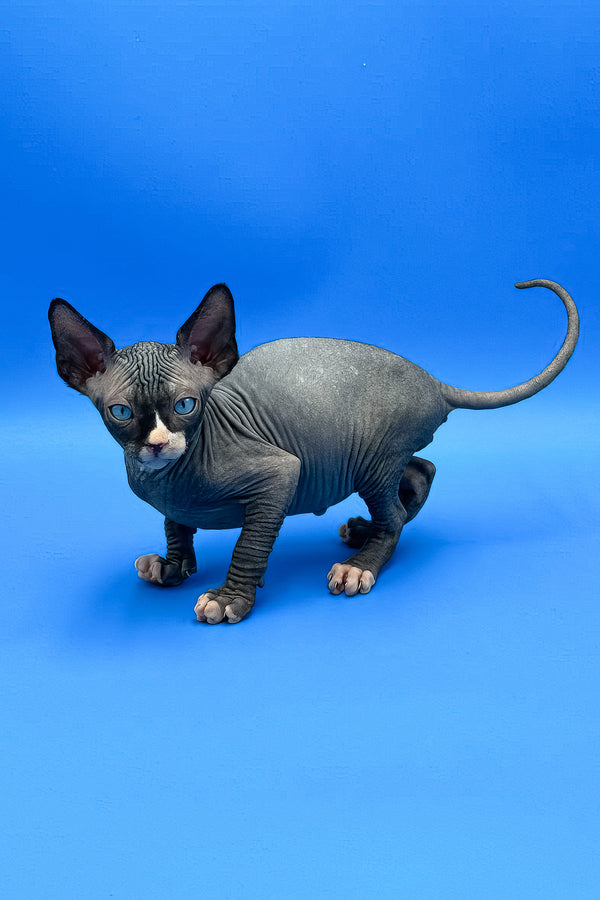 Mel | Sphynx Kitten