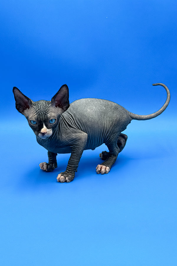 Mel | Sphynx Kitten