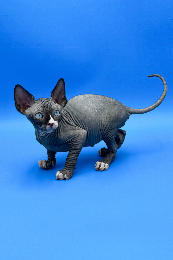 Mel | Sphynx Kitten
