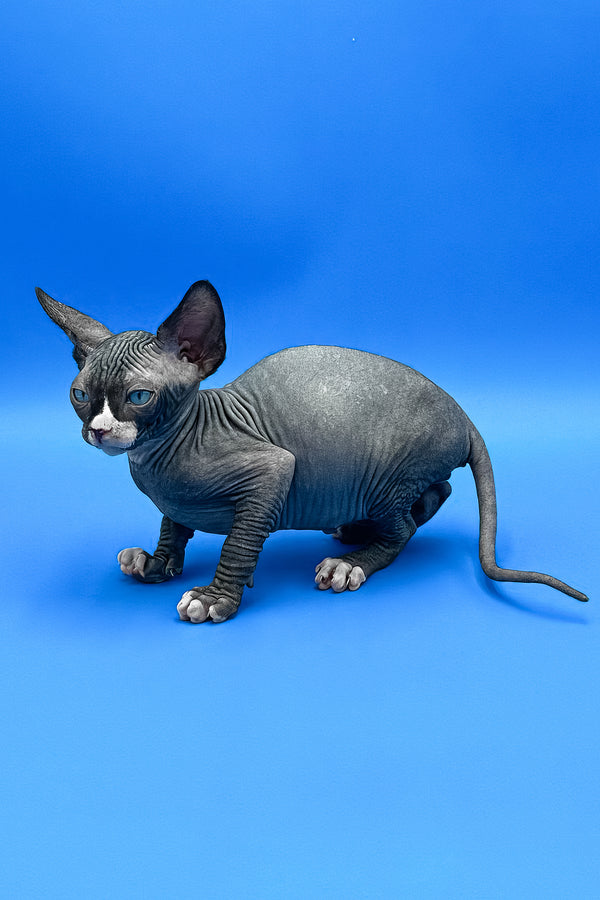 Mel | Sphynx Kitten