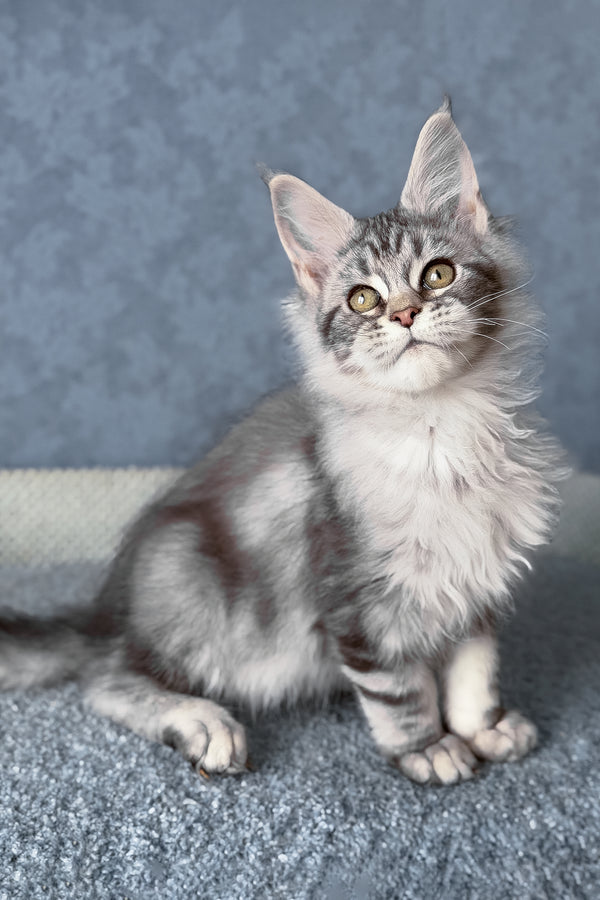 Melani | Maine Coon Kitten