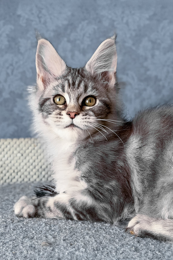 Melani | Maine Coon Kitten