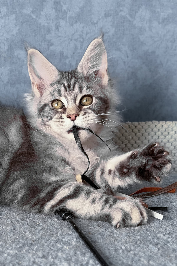 Melani | Maine Coon Kitten