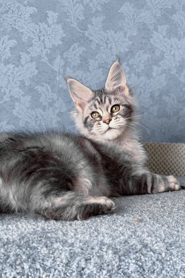 Melani | Maine Coon Kitten