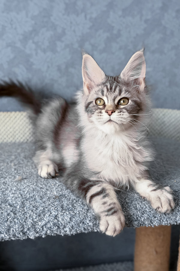 Melani | Maine Coon Kitten