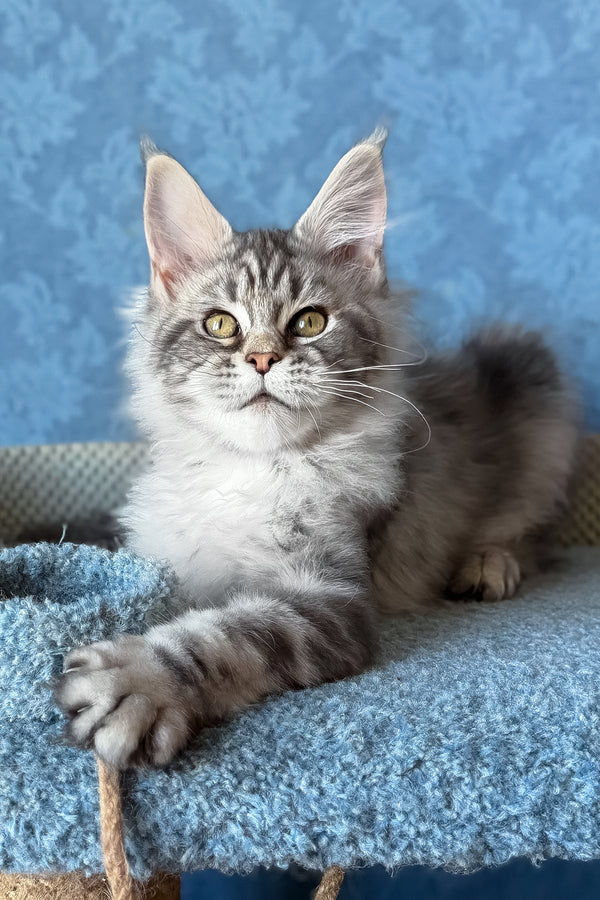 Melani | Maine Coon Kitten