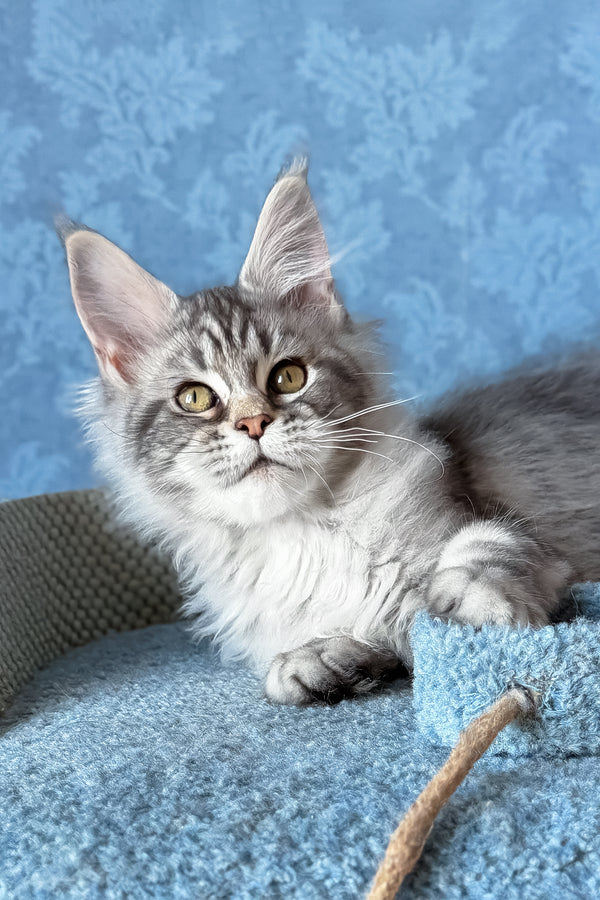 Melani | Maine Coon Kitten