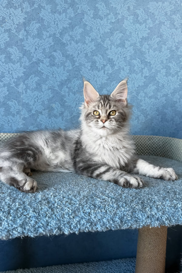 Melani | Maine Coon Kitten