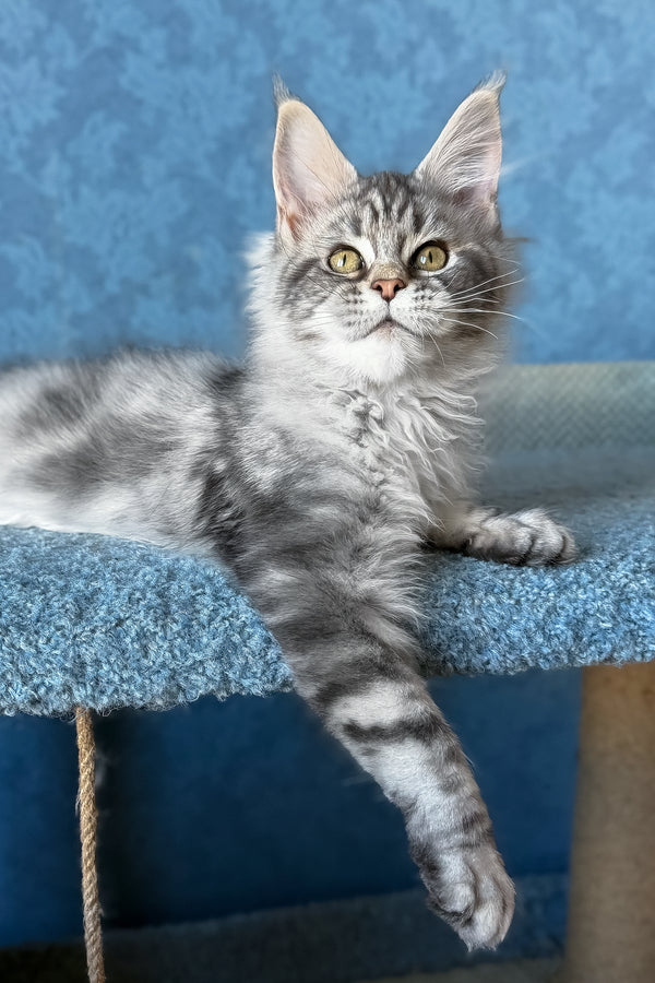Melani | Maine Coon Kitten