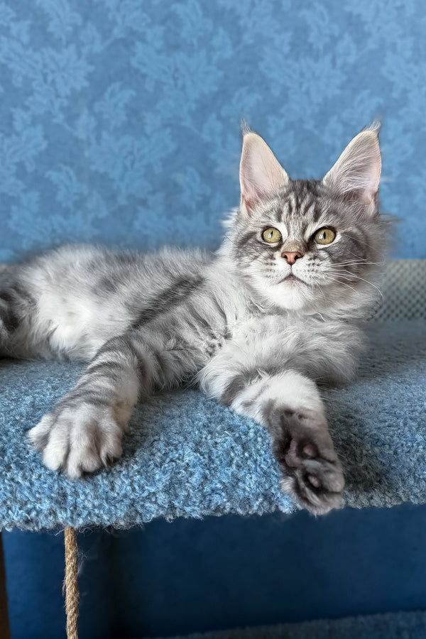 Melani | Maine Coon Kitten