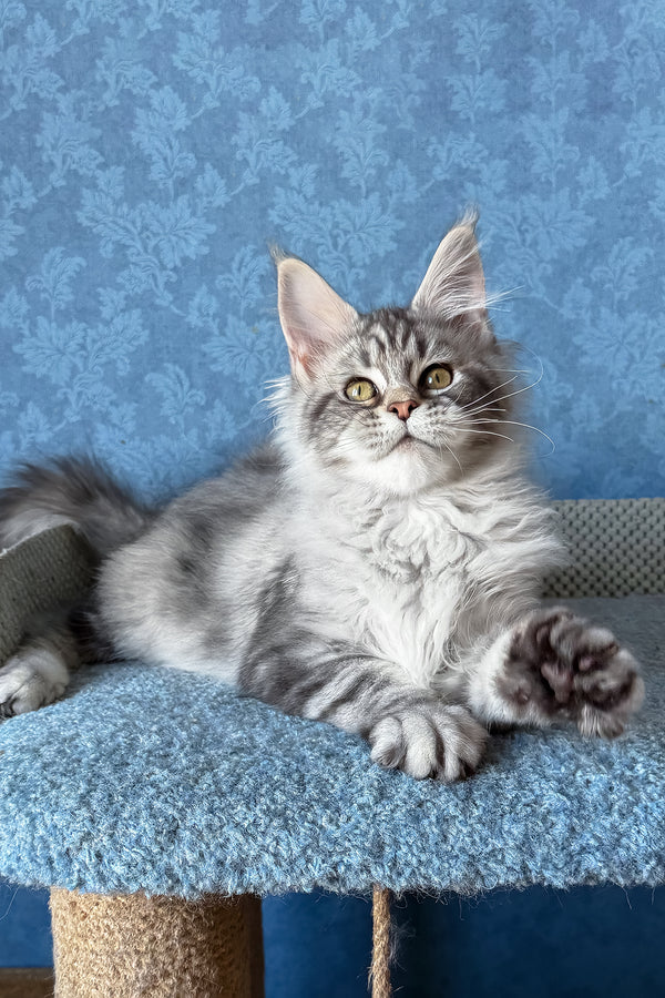 Melani | Maine Coon Kitten