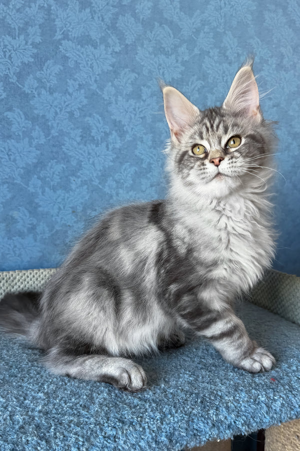 Melani | Maine Coon Kitten