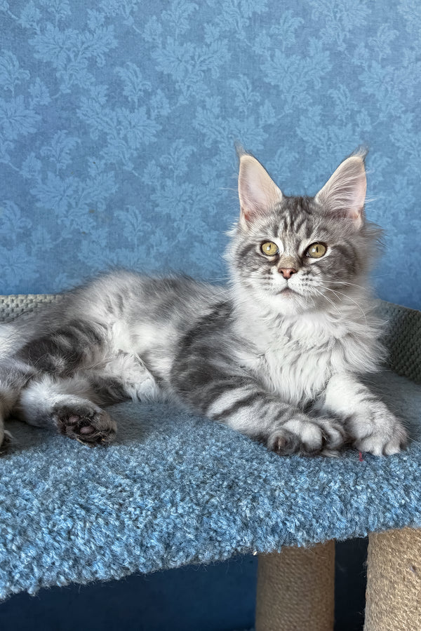 Melani | Maine Coon Kitten