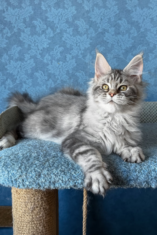 Melani | Maine Coon Kitten